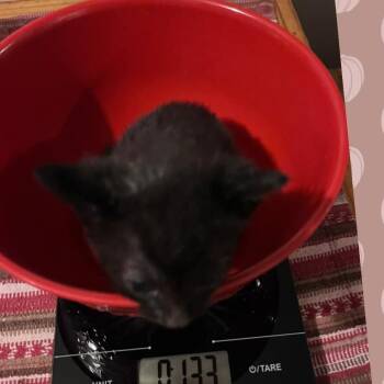Rambo -  Domestic Short Hair Cat for Adoption in Kerrville, Texas - Rambo | PetCurious