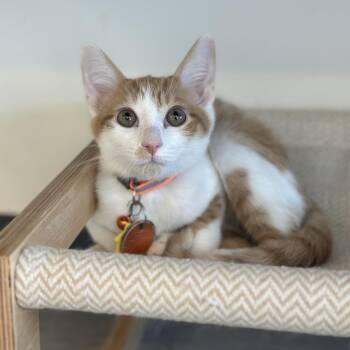 WV2400 Moon -  Domestic Short Hair Cat for Adoption in Port Washington, New York - WV2400 Moon | PetCurious