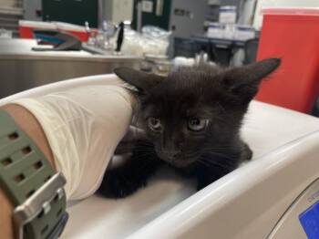 A1931298 -  Domestic Short Hair Cat for Adoption in Thousand Palms, California - A1931298 | PetCurious