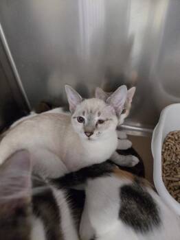 Asami (TAS) -  Domestic Short Hair and Siamese Cat for Adoption in Trenton, New Jersey - Asami (TAS) | PetCurious