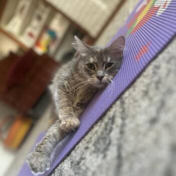 Domestic Long Hair Cats Available for Adoption in Evanston, Illinois - Starry | PetCurious