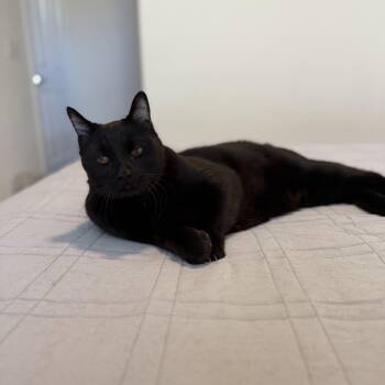 Rescue Bombay Cats for Adoption in Torrance, California - Cammy | PetCurious