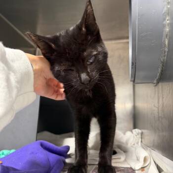 Billy -  Domestic Medium Hair Cat for Adoption in Chicago, Illinois - Billy | PetCurious