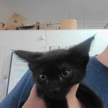 Rescue Domestic Short Hair Cats for Adoption in Hemet, California - Blackout | PetCurious