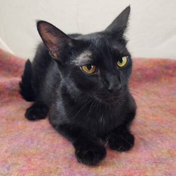 Queen Alma -  Domestic Short Hair Cat for Adoption in New York, New York - Queen Alma | PetCurious