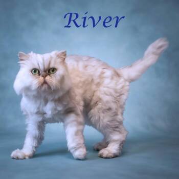 River C26-209 -  Persian Cat for Adoption in Lebanon, Tennessee - River C26-209 | PetCurious