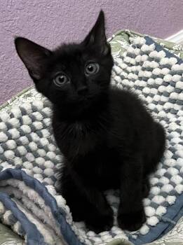 Gidget -  Domestic Short Hair Cat for Adoption in Cottonwood, Arizona - Gidget | PetCurious