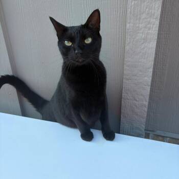 Midnight -  Domestic Short Hair Cat for Adoption in Tulsa, Oklahoma - Midnight | PetCurious