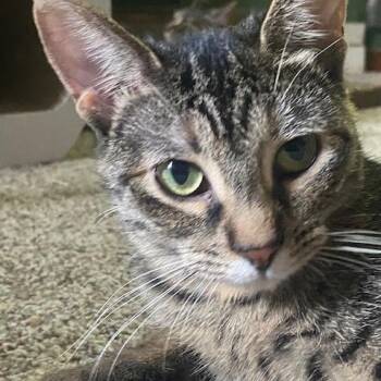 Rescue Domestic Short Hair Cats for Adoption in Oak Park, Illinois - Serrana | PetCurious