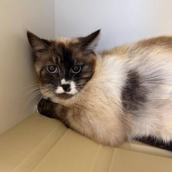 Dawn -  Domestic Short Hair and Siamese Cat for Adoption in Cody, Wyoming - Dawn | PetCurious