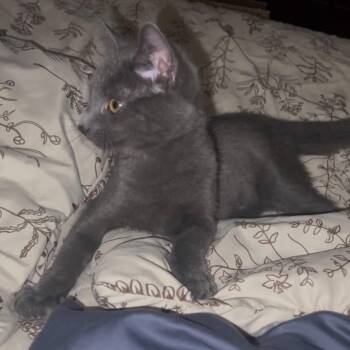 Ivar -  Domestic Medium Hair Cat for Adoption - Ivar | PetCurious