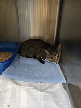 Rescue Domestic Short Hair Cats for Adoption in Evansville, Indiana - Grizzly | PetCurious