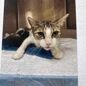 Coffee Bean -  Domestic Short Hair Cat for Adoption in Lake Jackson, Texas - Coffee Bean | PetCurious