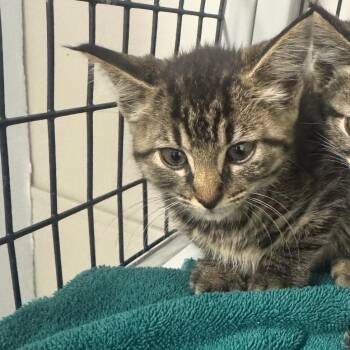 Salt & Vinagar -  Domestic Medium Hair Cat for Adoption in Columbiana, Alabama - Salt & Vinagar | PetCurious
