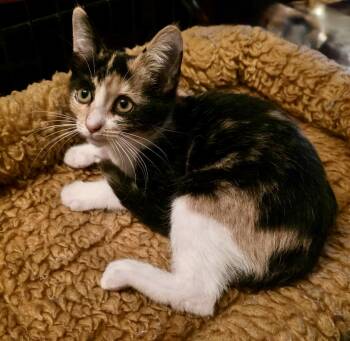 Rescue Calico Cats for Adoption in Los Angeles, California - Coral | PetCurious