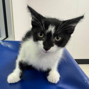 Domestic Short Hair Cats Available for Adoption - Toph | PetCurious