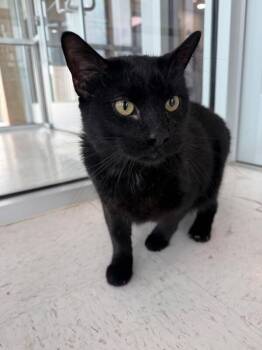 Domestic Short Hair Cats Available for Adoption in Hobbs, New Mexico - Henry | PetCurious