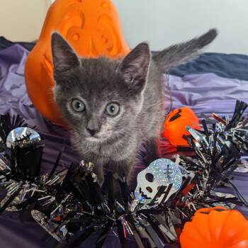 Rescue Domestic Short Hair Cats for Adoption in Lakewood, California - Pilsner | PetCurious