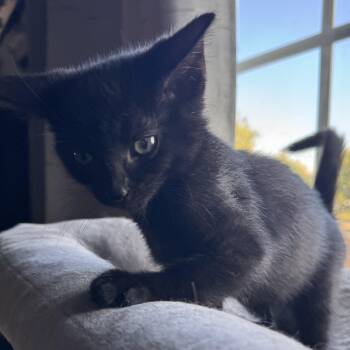 Ryno -  Domestic Short Hair Cat for Adoption in Shorewood, Illinois - Ryno | PetCurious