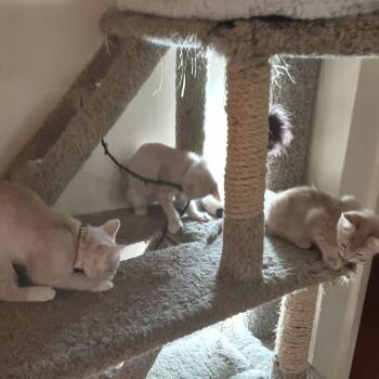 Domestic Short Hair Cats Available for Adoption - Twix | PetCurious