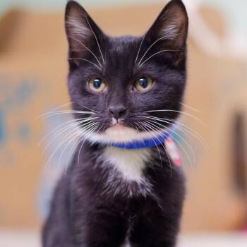 Boots -  Domestic Short Hair Cat for Adoption in Hot Springs, Arkansas - Boots | PetCurious