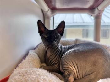 GOMEZ -  Sphynx Hairless Cat Cat for Adoption in Sarasota, Florida - GOMEZ | PetCurious