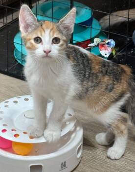 Sabrina -  Torbie and Calico Cat for Adoption in Tehachapi, California - Sabrina | PetCurious