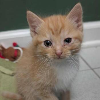 Domestic Short Hair Cats Available for Adoption in Columbus, Georgia - Pawnyo 1081 | PetCurious