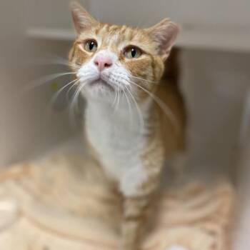 Domestic Short Hair Cats Available for Adoption - Spanky | PetCurious