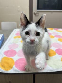 Caillou -  Domestic Short Hair Cat for Adoption in Westland, Michigan - Caillou | PetCurious