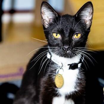 Domestic Short Hair Cats Available for Adoption in Lansing, Michigan - Nugget | PetCurious