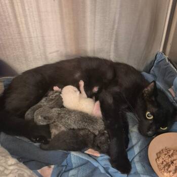 Storm -  Domestic Short Hair Cat for Adoption in Kingman, Kansas - Storm | PetCurious