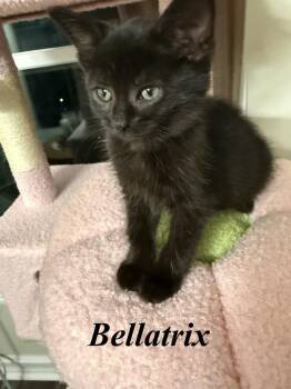 Bellatrix -  Domestic Short Hair Cat for Adoption - Bellatrix | PetCurious