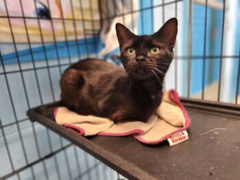 Ceres -  Domestic Short Hair Cat for Adoption in Stanley, Virginia - Ceres | PetCurious