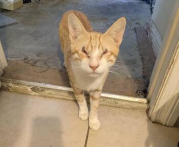 Rescue Domestic Short Hair Cats for Adoption in Bell Gardens, California - Thomas | PetCurious