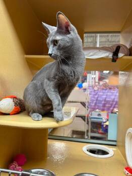Shimmer -  Domestic Short Hair Cat for Adoption in Marion, Indiana - Shimmer | PetCurious