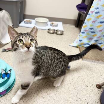 Dora -  Domestic Short Hair and Mixed Breed Cat for Adoption in Oshkosh, Wisconsin - Dora | PetCurious