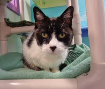 ROSE -  Domestic Short Hair Cat for Adoption in Delhi, New York - ROSE | PetCurious