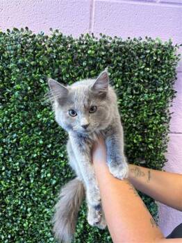 61674366 -  Domestic Medium Hair Cat for Adoption in El Paso, Texas - 61674366 | PetCurious