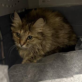 Arabella -  Domestic Medium Hair Cat for Adoption in Salt Lake City, Utah - Arabella | PetCurious