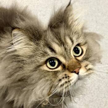 Manu -  Persian Cat for Adoption in Murray, Utah - Manu | PetCurious
