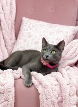 Nola -  Russian Blue and Domestic Short Hair Cat Available for Adoption in Tavares, Florida - Nola | PetCurious