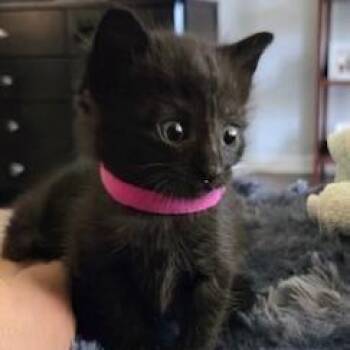Shetland -  Domestic Short Hair Cat for Adoption in West Palm Beach, Florida - Shetland | PetCurious