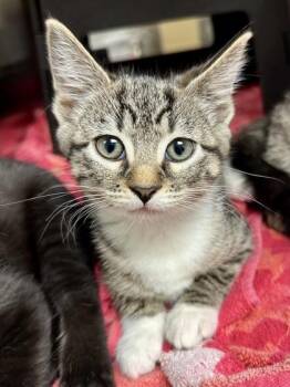 Perch -  Domestic Short Hair Cat for Adoption in Wichita, Kansas - Perch | PetCurious