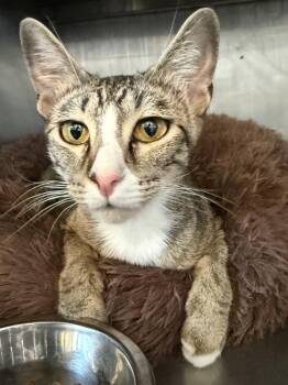 Sigourney (petco) -  Domestic Short Hair Cat for Adoption in Austin, Texas - Sigourney (petco) | PetCurious