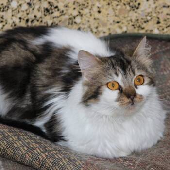 Persian and Calico Cats Available for Adoption in Brampton, Ontario - Soka | PetCurious