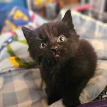Derek -  Domestic Medium Hair Cat for Adoption in Watertown, New York - Derek | PetCurious