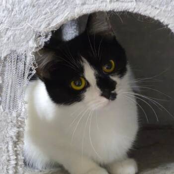 Violet -  Domestic Short Hair Cat for Adoption in Richmond, Kentucky - Violet | PetCurious
