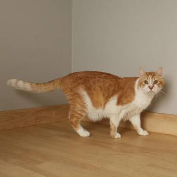 Alfie C69681 -  American Shorthair Cat for Adoption in Minnetonka, Minnesota - Alfie C69681 | PetCurious