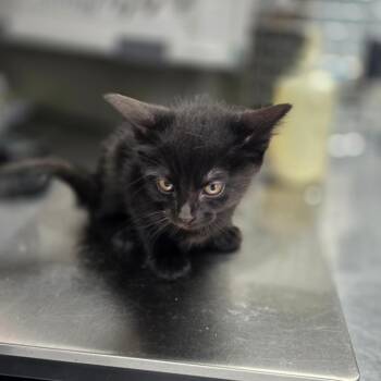 Tara -  Domestic Short Hair Cat for Adoption in Duncan, Oklahoma - Tara | PetCurious
